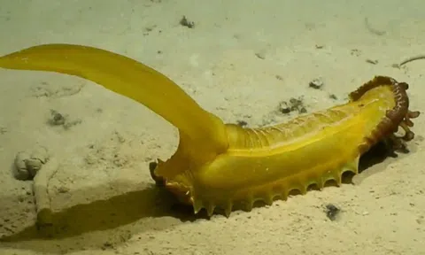 Loạt sinh vật mới được khám phá dưới đáy biển