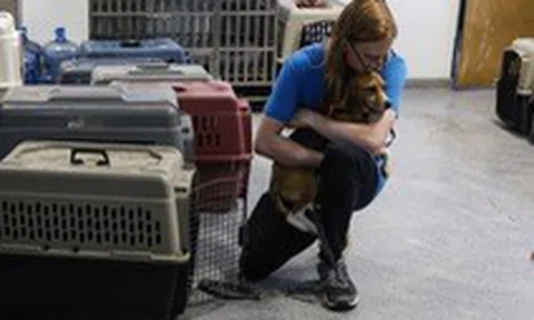 Giải cứu 4.000 con chó Beagle khỏi nơi nuôi nhốt để làm thí nghiệm