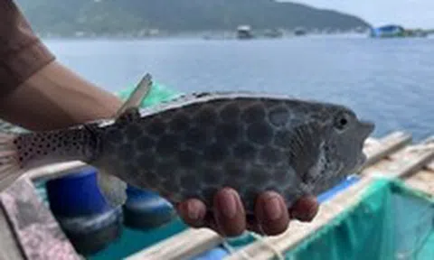 Sau vụ bè bán 1kg cá bò hòm 3,5 triệu đồng: Tổng kiểm tra toàn bộ bè nổi trên vịnh Nha Trang