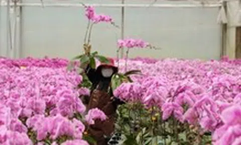 Đầu tư công nghệ chọn tạo giống để ngành hoa Việt Nam phát triển như Hà Lan