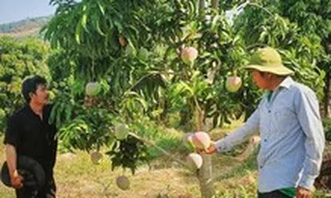 Xoài Úc ở Cam Lâm rớt giá chưa từng thấy, nông dân 'treo vườn' không muốn thu hoạch