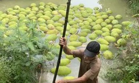 Giá mít Thái giảm sâu, nhà vườn miền Tây lỗ nặng
