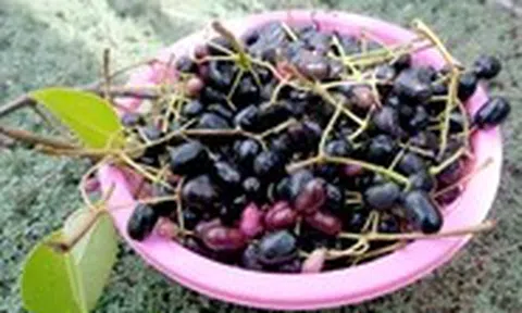 Thương nhớ những mùa trâm chín miền Tây